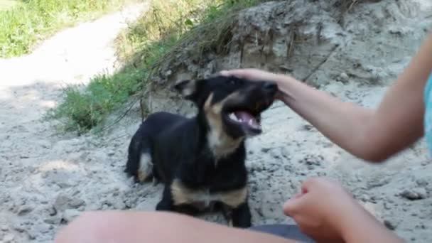 Frau streichelt Hund am Strand. — Stockvideo