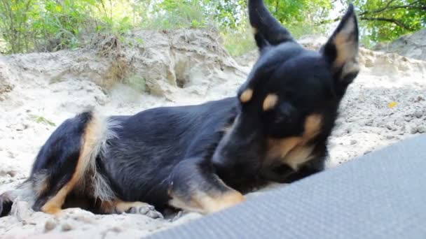 Chien drôle sur une plage de sable fin . — Video