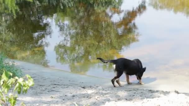 Собака пьет воду из реки . — стоковое видео