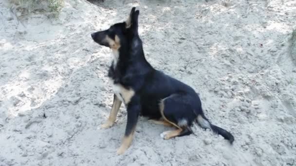 Grappige hond op een zandstrand. — Stockvideo
