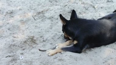 Köpek kumsalda sopayla oynuyor..
