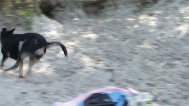 Köpek kumsalda sopayla oynuyor.. — Stok video