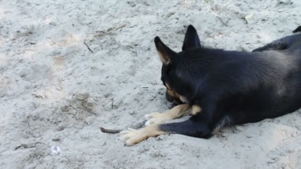 Kutya játszik egy bottal a strandon. — Stock videók