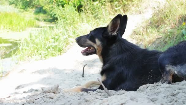 The dog is lying on the beach. — Stock Video