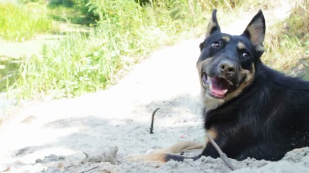 Homem de estimação cão na praia . — Vídeo de Stock