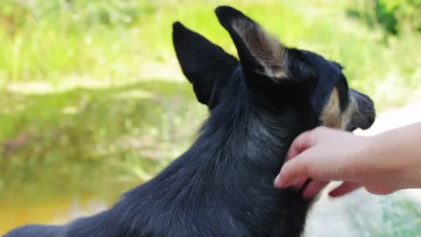 Mann streichelt Hund am Strand. — Stockvideo