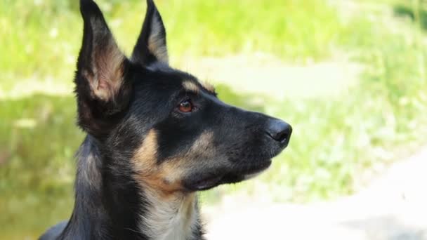 Rolig hund på en sandstrand. — Stockvideo