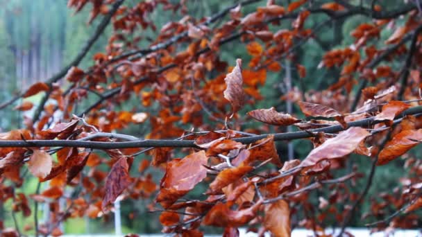 Feuilles d'automne rouges sur un arbre. — Video