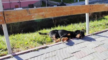 Evsiz köpek yol kenarında yalan.