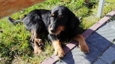 Evsiz köpek yol kenarında yalan.