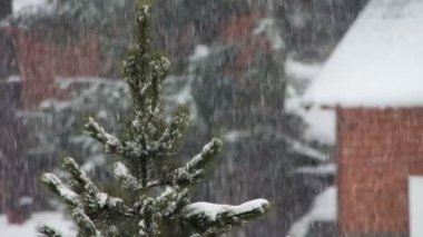 Kar düşen ve Noel ağacı olduğunu.