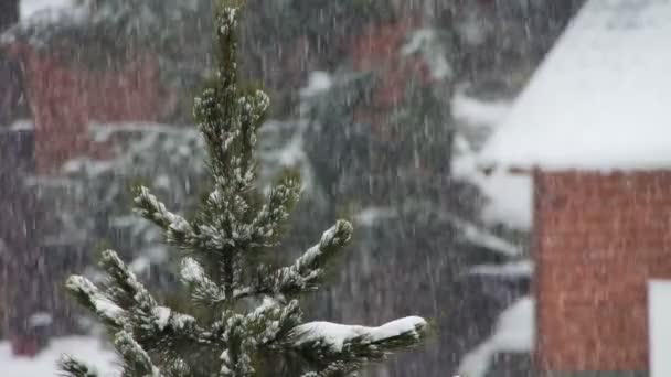 La neige tombe et l'arbre de Noël .