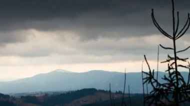 Çam ağacı bir manzara dağlarında.