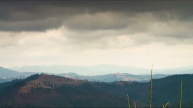 Çam ağacı bir manzara dağlarında.