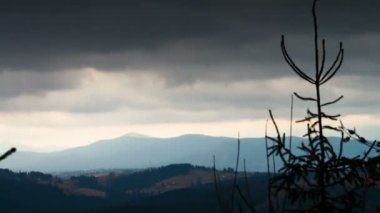 Çam ağacı bir manzara dağlarında.