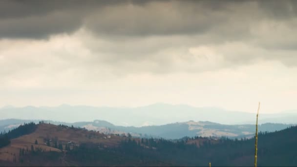 Pijnboom in Bergen in een landschap. — Stockvideo