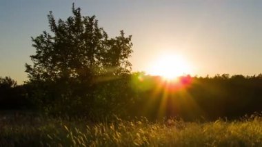 Günbatımı ağaçların arasından bulutlar üzerinde.