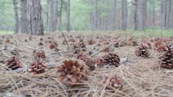 Conos en un bosque de pinos . — Vídeos de Stock