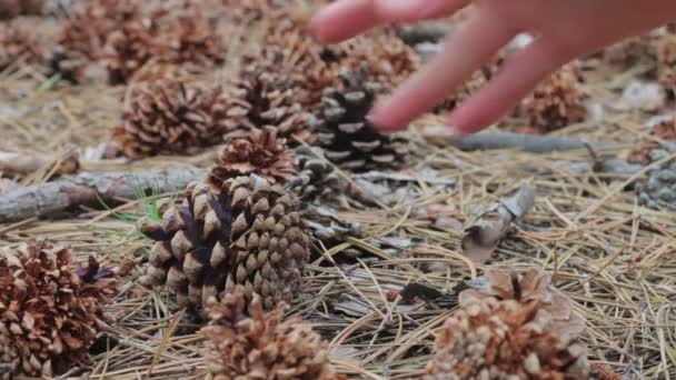 L'homme ramasse un cône dans la forêt de pins . — Video