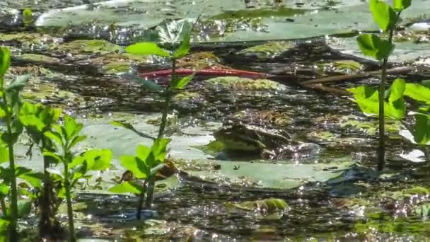 Toad zit op Lily. — Stockvideo