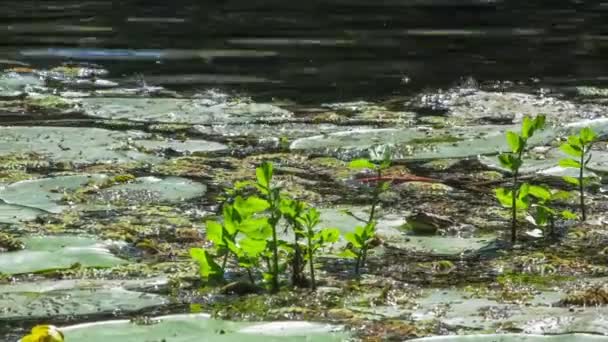 Toad sits on lily. — Stock Video