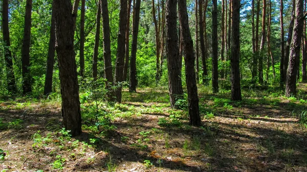 Trees in the coniferous forest, the shadow of pine trees moving in the woods.