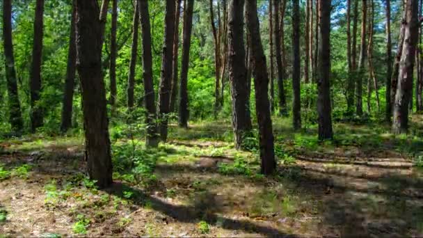 Árboles en el bosque de coníferas, la sombra de pinos moviéndose en el bosque . — Vídeo de stock