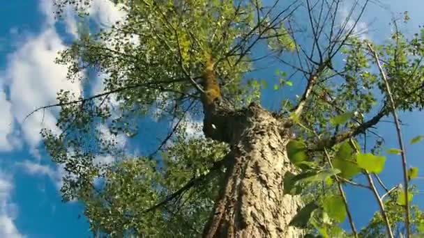 Árbol en movimiento de nubes de fondo. Cronograma — Vídeos de Stock