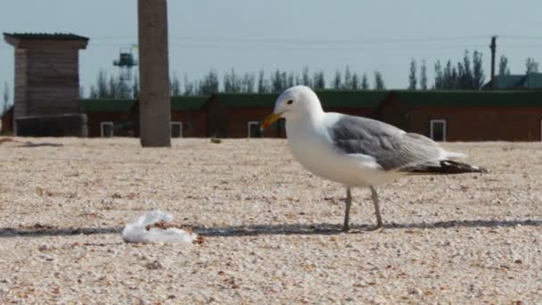 Beaucoup de mouettes sur la plage mangeant un repas et se criant dessus sur le fond de la mer et du ciel bleu . — Video