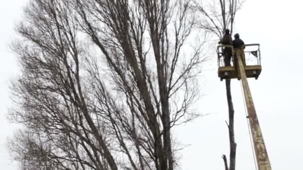 Tronçonneuse couper un arbre dans la ville — Video