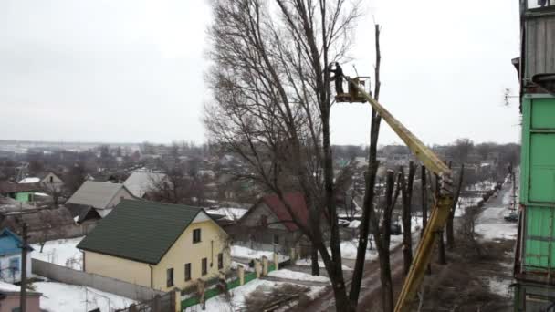 Elektrikli testere kesim şehrin ağaç — Stok video