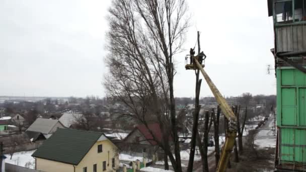 La motosierra corta un árbol en la ciudad — Vídeos de Stock