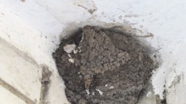 Piliçler yuvaya yutun. Civciv besleme kırlangıç.