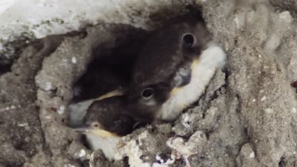 Svälja ungarna i boet. Swallow utfodring kycklingar. — Stockvideo