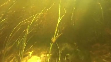 Yosun nehrin dibinde su altında.