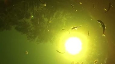 Bir sürü balık suyun altında yemek ekmek yem nehir üzerinde.