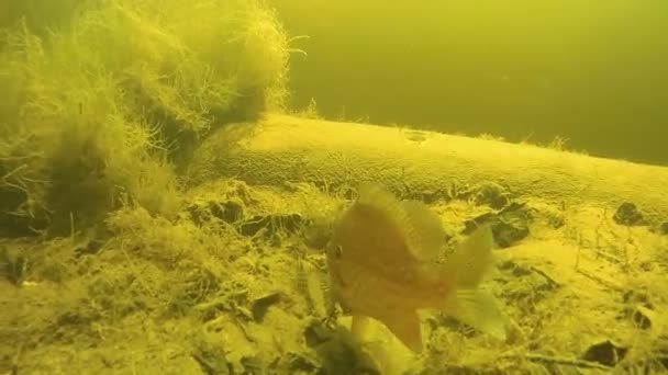 Perch under water in the river. — Stock Video