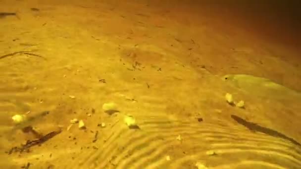 Un sacco di pesce sott'acqua mangiare esche pane sul fondo del fiume . — Video Stock