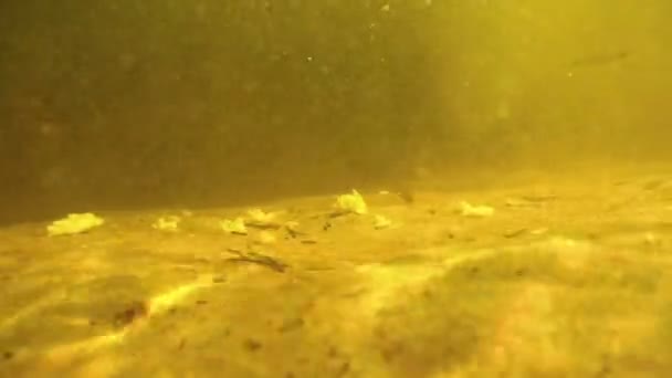 Um monte de peixes sob a água comer isca de pão no fundo do rio . — Vídeo de Stock