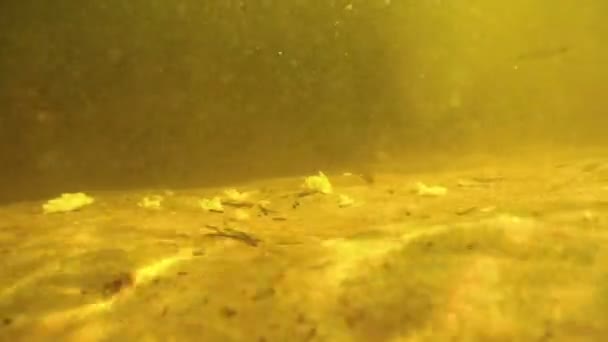 Un sacco di pesce sott'acqua mangiare esche pane sul fondo del fiume . — Video Stock