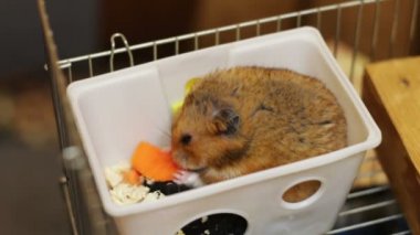 Kafesteki Hamster.