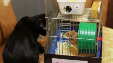 Hamster kafes ve kara kedi