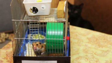 Hamster kafes ve kara kedi
