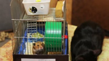 Hamster kafes ve kara kedi