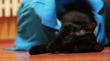 Kara kedi yalama ve oyun