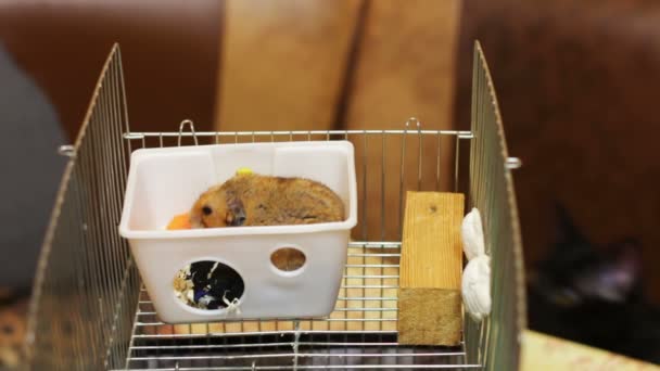 Hamster in a Cage and Black Cat — Stock Video