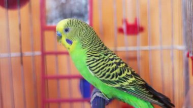 Kuş kafeste ev papağan