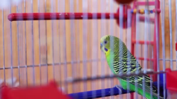 Accueil Perroquet dans une cage à oiseaux — Video