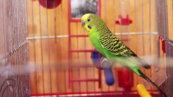 Accueil Perroquet dans une cage à oiseaux 