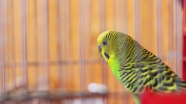 Kuş kafeste ev papağan